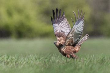 Birds of prey - Marsh Harrier (Circus aeruginosus), landing,
