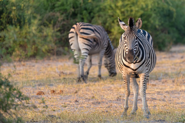 Fototapeta na wymiar Zebras im Busch am Chobe River, Botswana