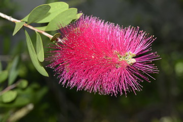Pink Bottlebrush flower
