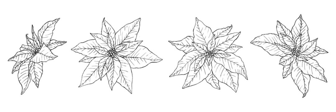 Set of beautiful hand drawn poinsettias in lineart stile.