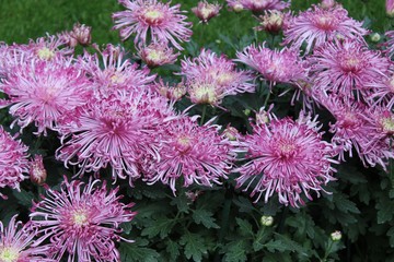 LARGE PINK CHRYSANTHEMUMS