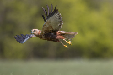 Birds of prey - Marsh Harrier (Circus aeruginosus), landing,