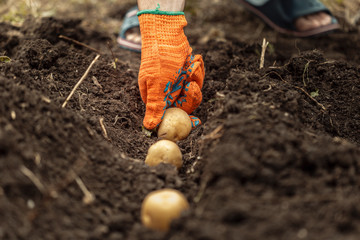 Hands harvesting fresh organic potatoes from soil