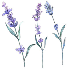Purple lavender. Floral botanical flower. Wild spring leaf wildflower isolated. Watercolor background illustration set