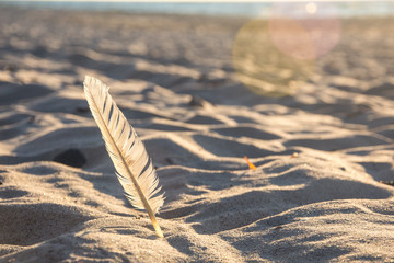 Feather on the beach in the sand