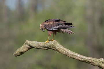 Birds of prey - Marsh Harrier (Circus aeruginosus), landing,