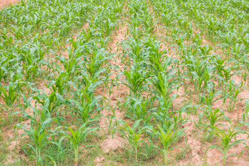 Young corn filed plantation