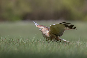 Birds of prey - Marsh Harrier (Circus aeruginosus), landing,