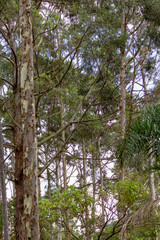 Fototapeta premium Three nature park