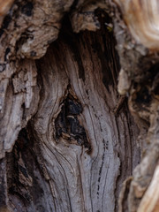 dry wood. tree trunk stomp textured pattern abstract texture