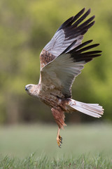Birds of prey - Marsh Harrier (Circus aeruginosus), landing,