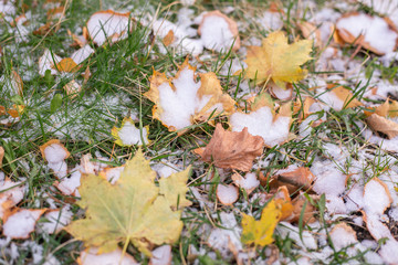 autumn leaves on green grass