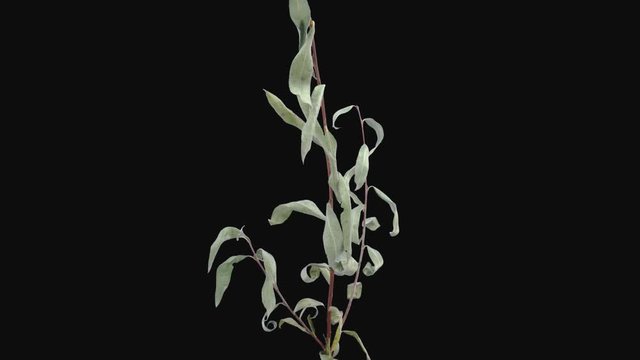 Time-lapse of resurrection dried up Willow (or sallows or osiers) branch leaves 3c1-rev in PNG+ format with ALPHA transparency channel isolated on black background, time reverse
