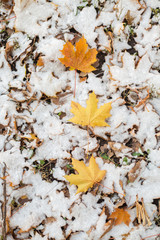 yellow autumn leaves