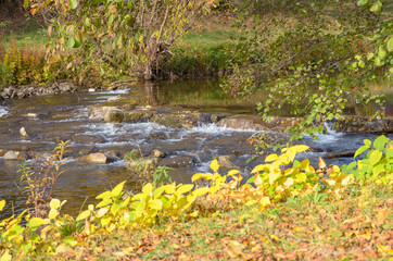 Obraz na płótnie Canvas Yellow autumn plants on the banks of a river