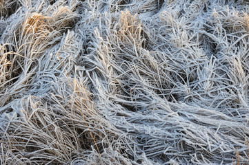 Frosty day in the late autumn on the meadow.