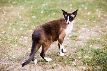Portrait of Siamese oriental cat outdoors at spring on green grass at sunny day