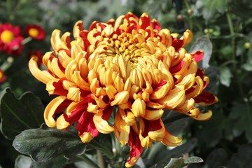 RED & YELLOW CHRYSANTHEMUMS