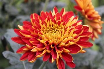 RED & YELLOW CHRYSANTHEMUMS