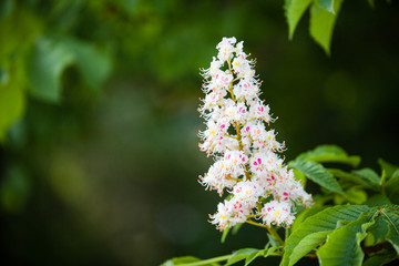 Closeup of white flower or candle of the Common Horse-Chestnut tree. Tree named Aesculus...