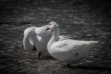 Die Gänse