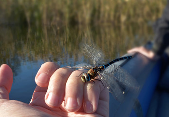 The dragonfly rescued from the water and dries the wings on my arm. Adventure in nature.