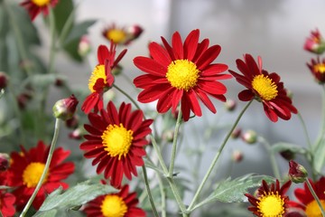 SMALL RED & YELLOW CHRYSANTHEMUMS