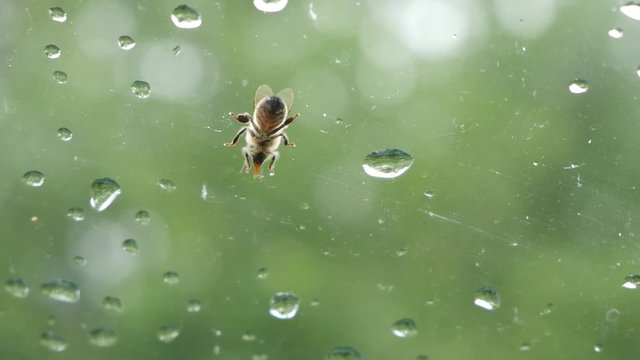 The bee sits on the window.