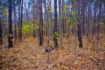 Obraz premium Autumn forrest