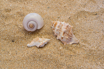 Closeup various sea shells in beach sand