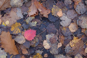 standing out leaf