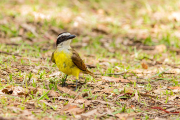 bird nature