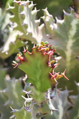 Detail eines Kaktus, Pflanze, Blüte, Natur