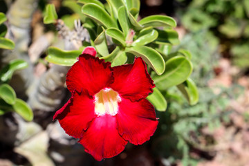 Detail eines Kaktus, Pflanze, Blüte, Natur