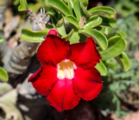 Detail eines Kaktus, Pflanze, Blüte, Natur