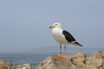 Seagull resting by the sea on the rock edge