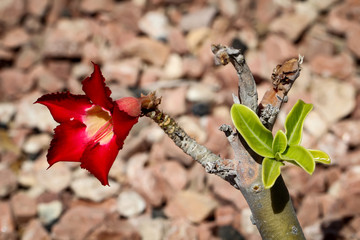 Detail eines Kaktus, Pflanze, Blüte, Natur