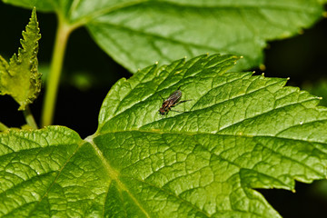 A fly on a sheet of currant/Currant bush. A fly sits on a sheet of currant. Nature, macro, close-up. Russia, Moscow region, Shatura