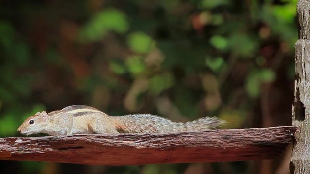 Indian palm squirrel playing in Minnerya national park, Sri Lanka - specie Funambulus palmarum family of Sciuridae
