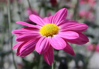 Fototapeta premium SMALL PINK & YELLOW FLOWERS