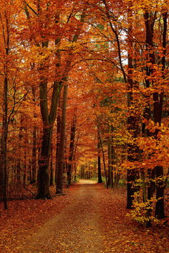 Herbstlicher Waldweg Hochformat mit roter Bl&auml;tterf&auml;rbung
