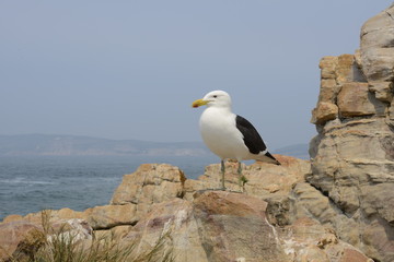Naklejka premium Seagull on the cliff by the sea