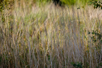 Fototapeta premium grass bents abstract nature texture with blur background
