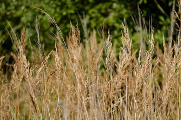 grass bents abstract nature texture with blur background