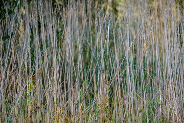 grass bents abstract nature texture with blur background