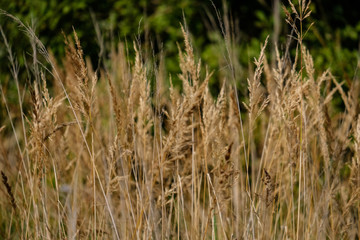 grass bents abstract nature texture with blur background