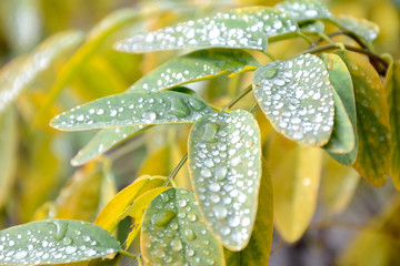Gotas