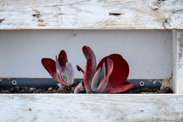 Detail eines Kaktus, Pflanze, Blüte, Natur