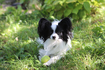Little dog Papillon is lying on the grass in the park 