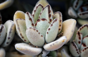 Detail eines Kaktus, Pflanze, Blüte, Natur